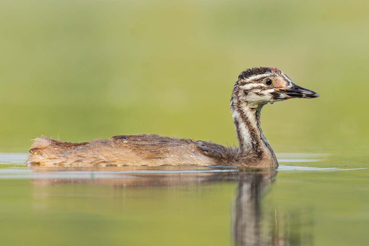 Great Crested Grebe - ML615770638