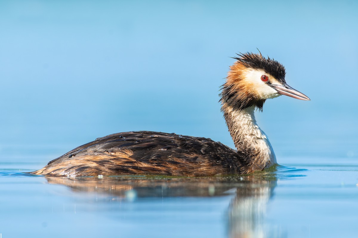 Great Crested Grebe - ML615770645