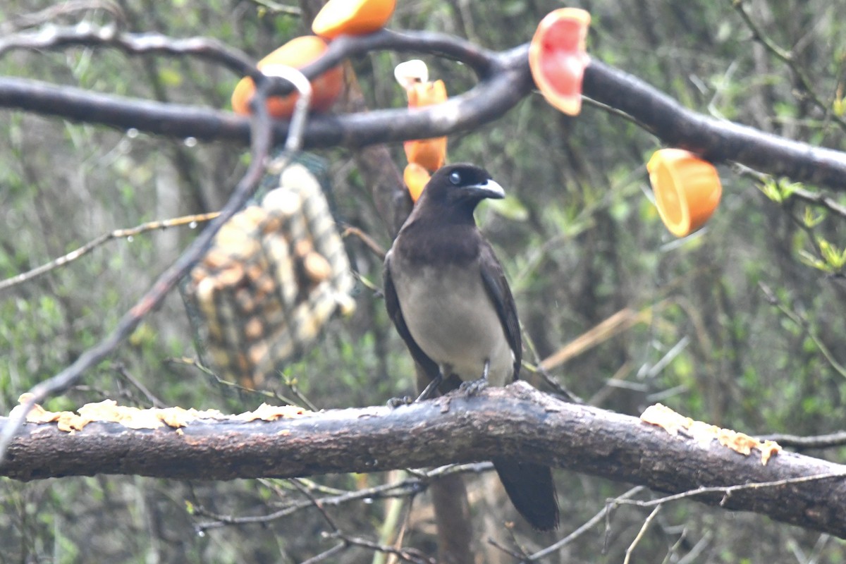 Brown Jay - ML615770870