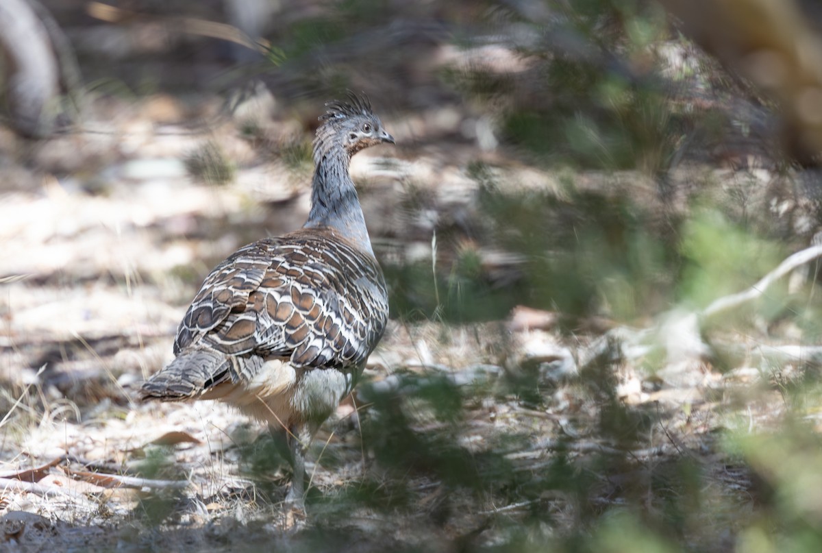 Malleefowl - Geoff Dennis