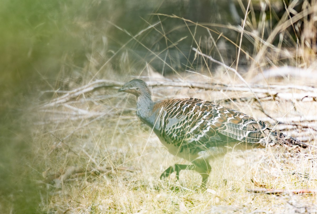 Malleefowl - Geoff Dennis