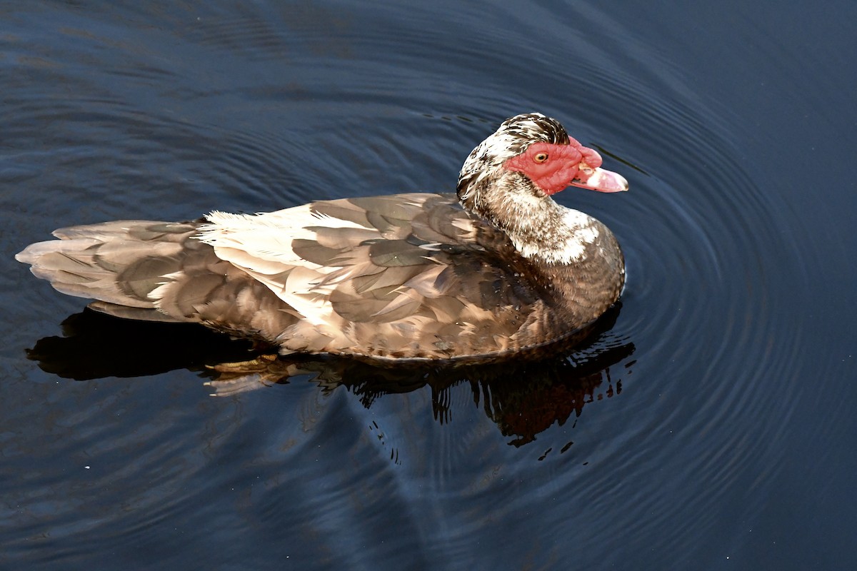 Muscovy Duck (Domestic type) - Marie Lehmann