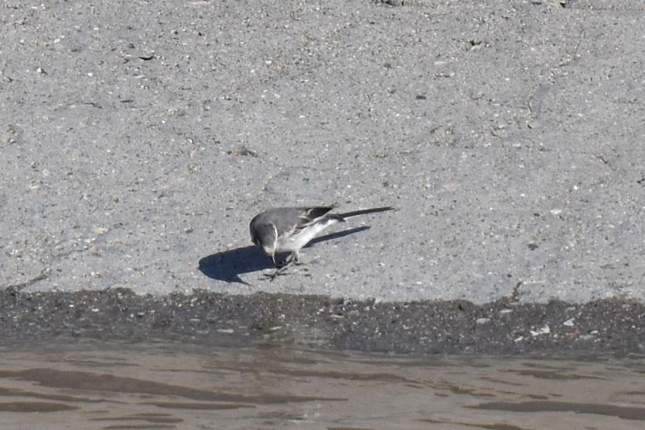 White Wagtail (ocularis) - ML615770957