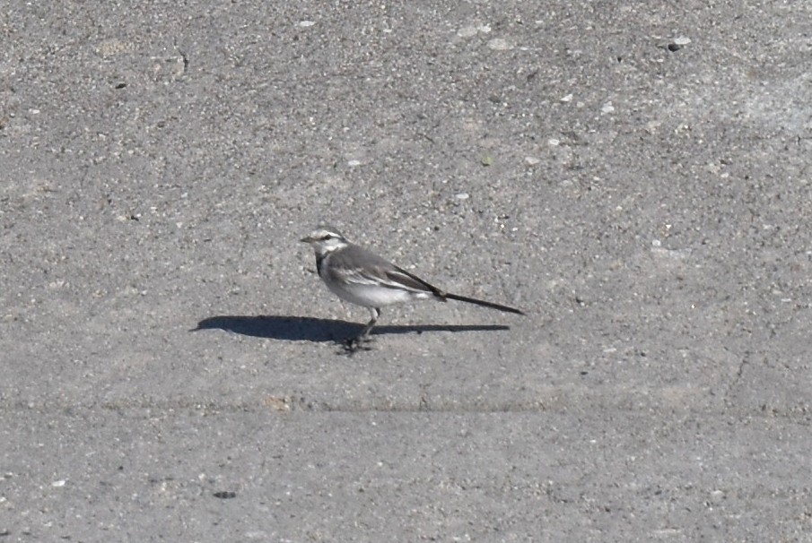 White Wagtail (ocularis) - ML615770958