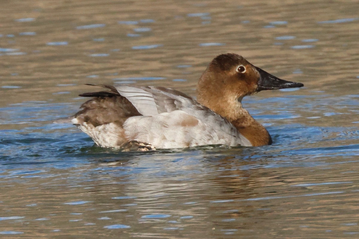 Canvasback - ML615771024