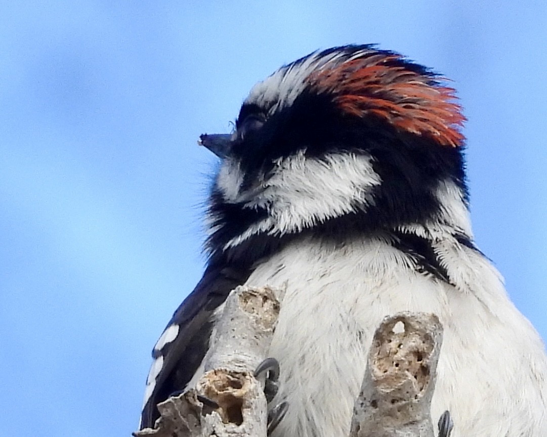 Downy Woodpecker - ML615771053