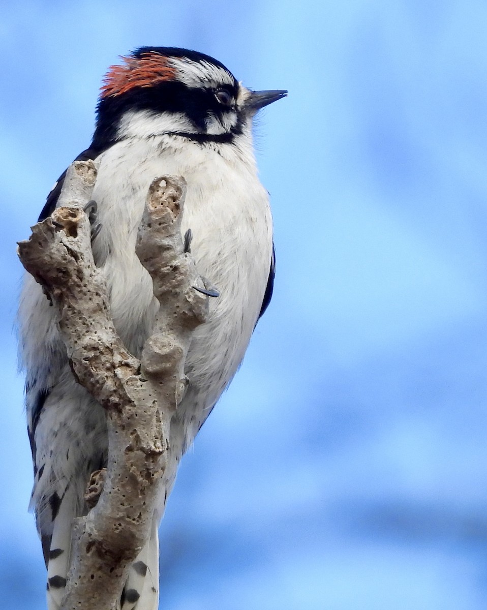 Downy Woodpecker - ML615771054
