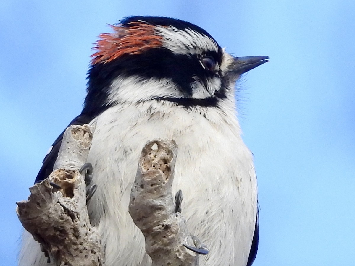 Downy Woodpecker - ML615771055