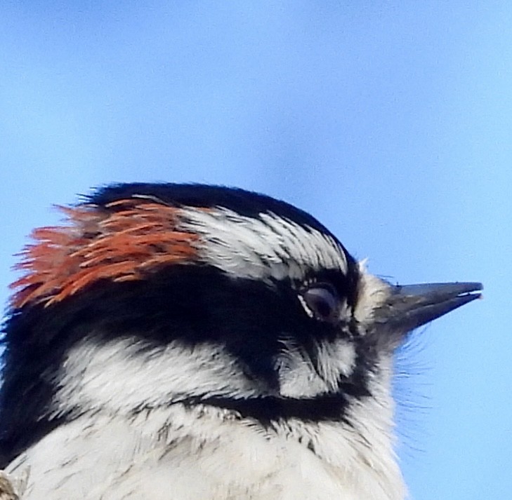 Downy Woodpecker - ML615771056