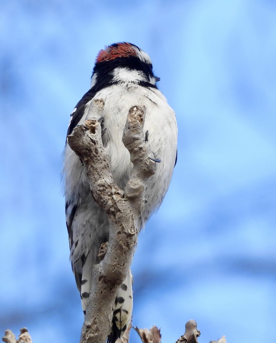 Downy Woodpecker - ML615771057