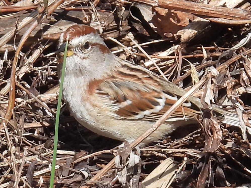 American Tree Sparrow - ML615771089