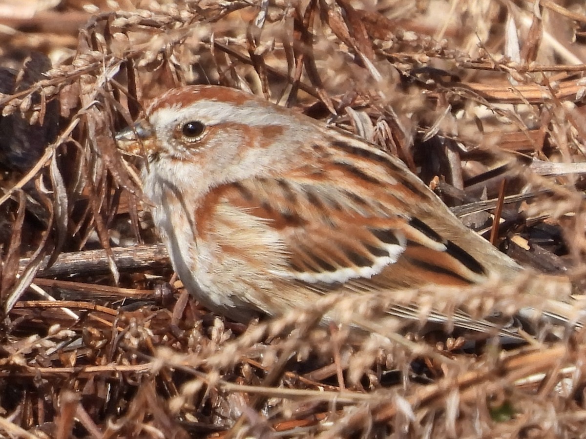 American Tree Sparrow - ML615771090