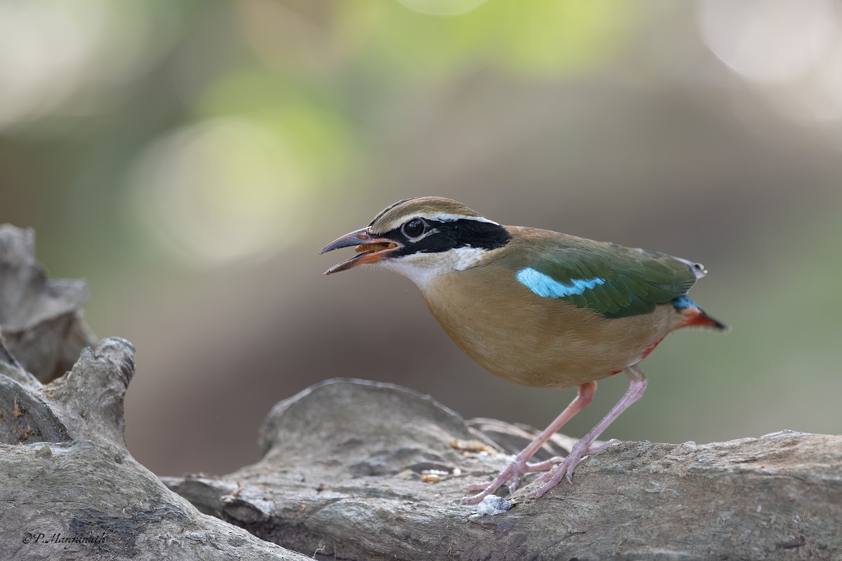 インドヤイロチョウ - ML615771093