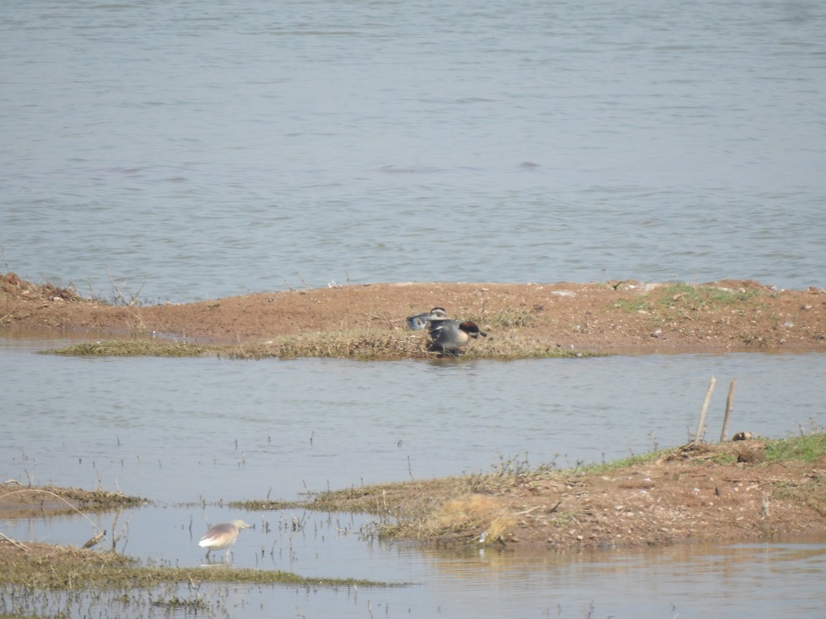 Green-winged Teal - ML615771125