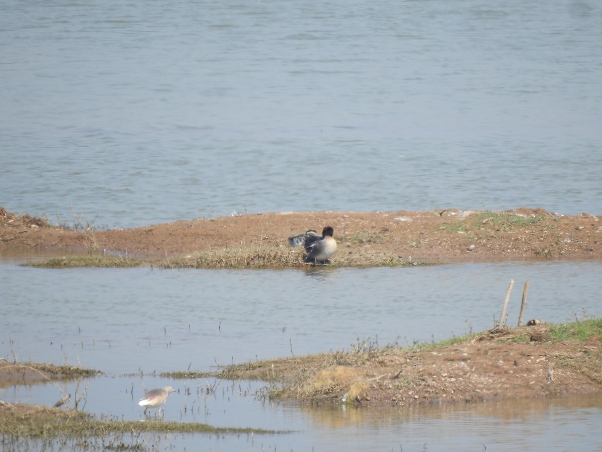 Green-winged Teal - Angeline Mano M