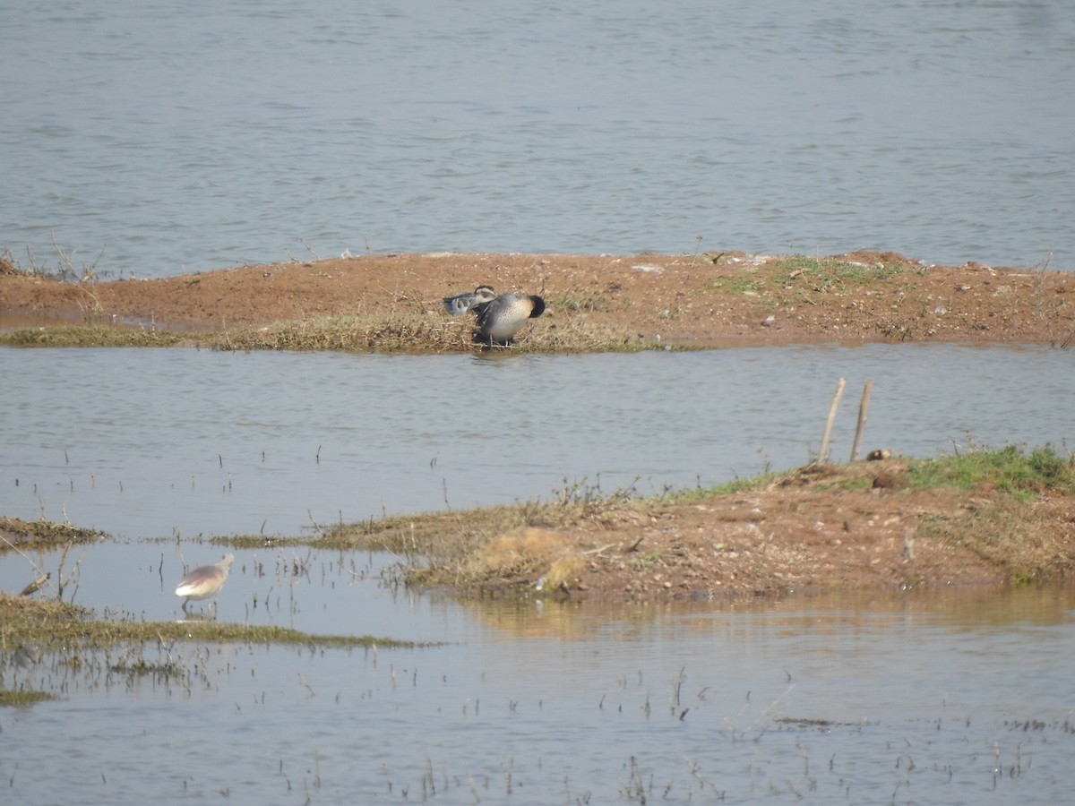 Green-winged Teal - Angeline Mano M