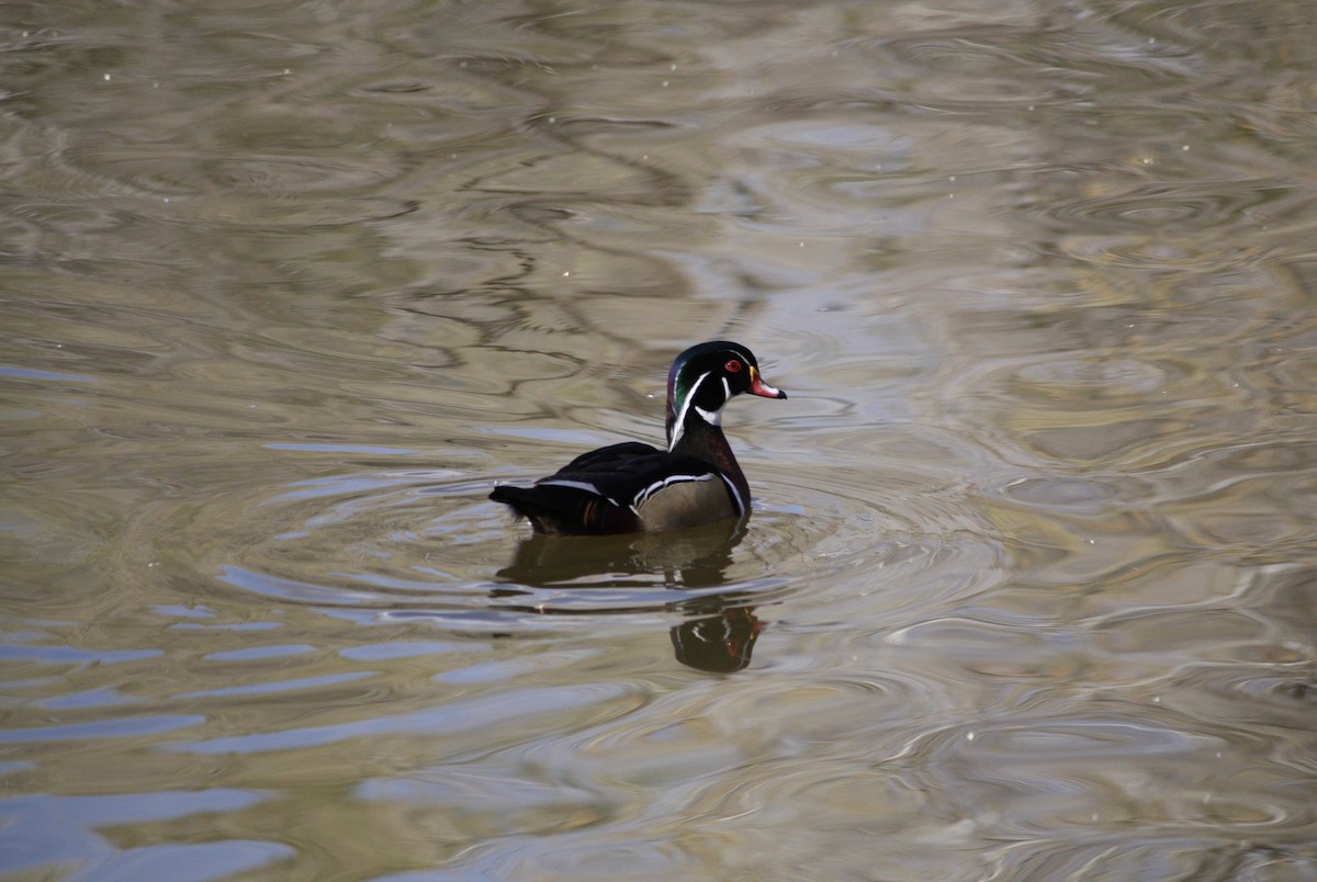 Wood Duck - ML615771136