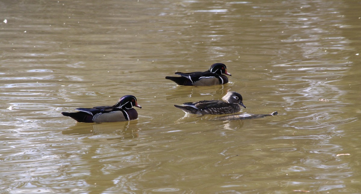 Wood Duck - ML615771137