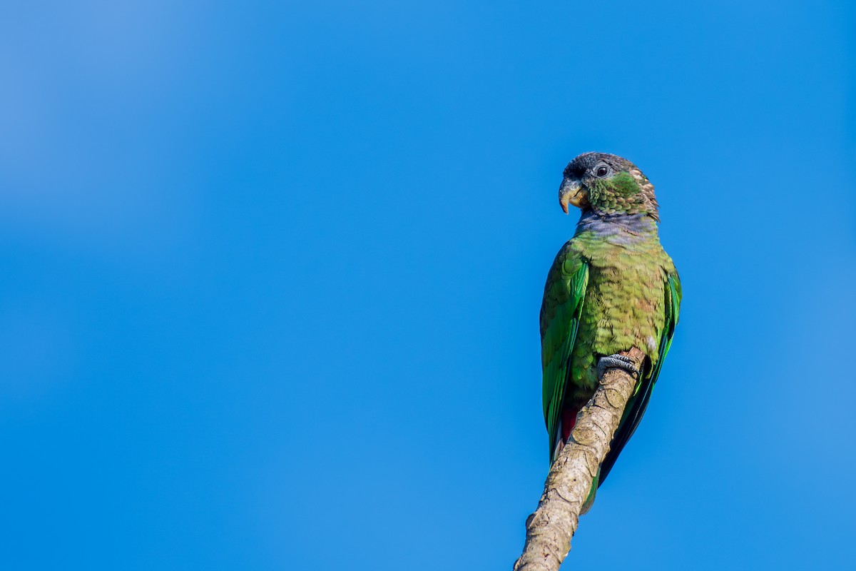 Scaly-headed Parrot - Victor Castanho