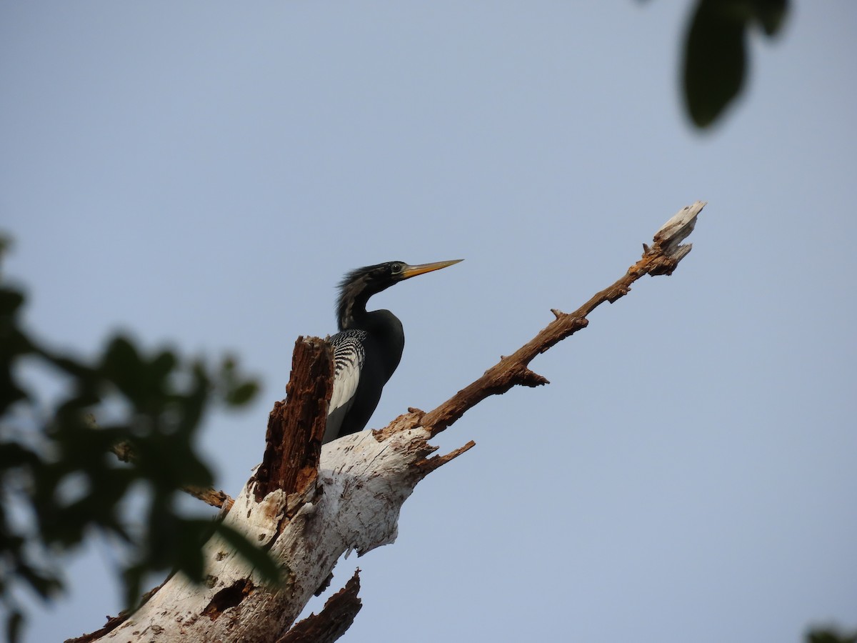 Anhinga Americana - ML615771162