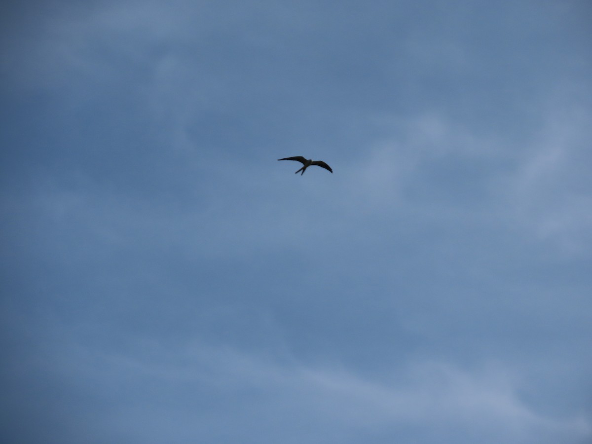 Swallow-tailed Kite - ML615771177