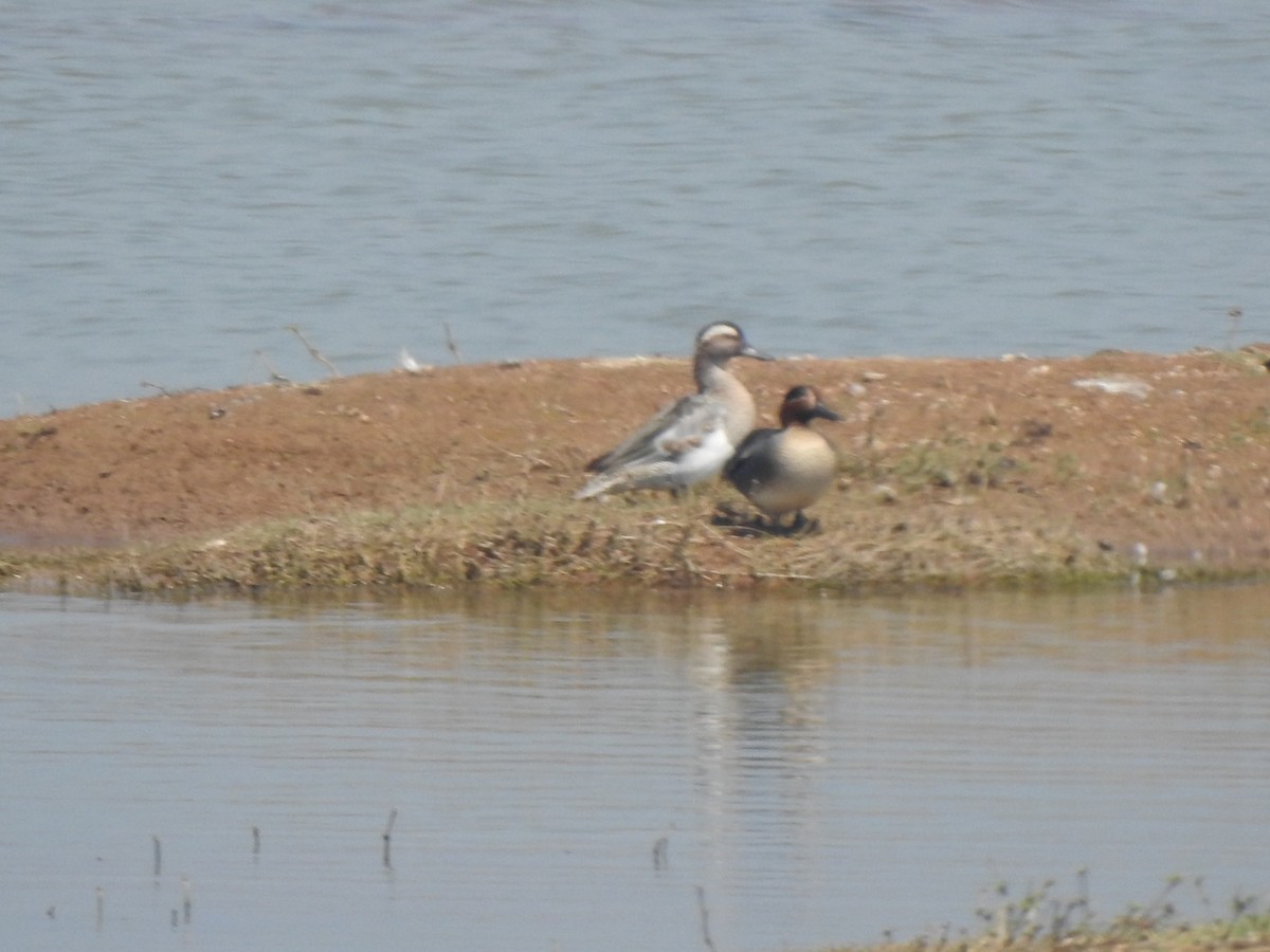 Green-winged Teal - Angeline Mano M