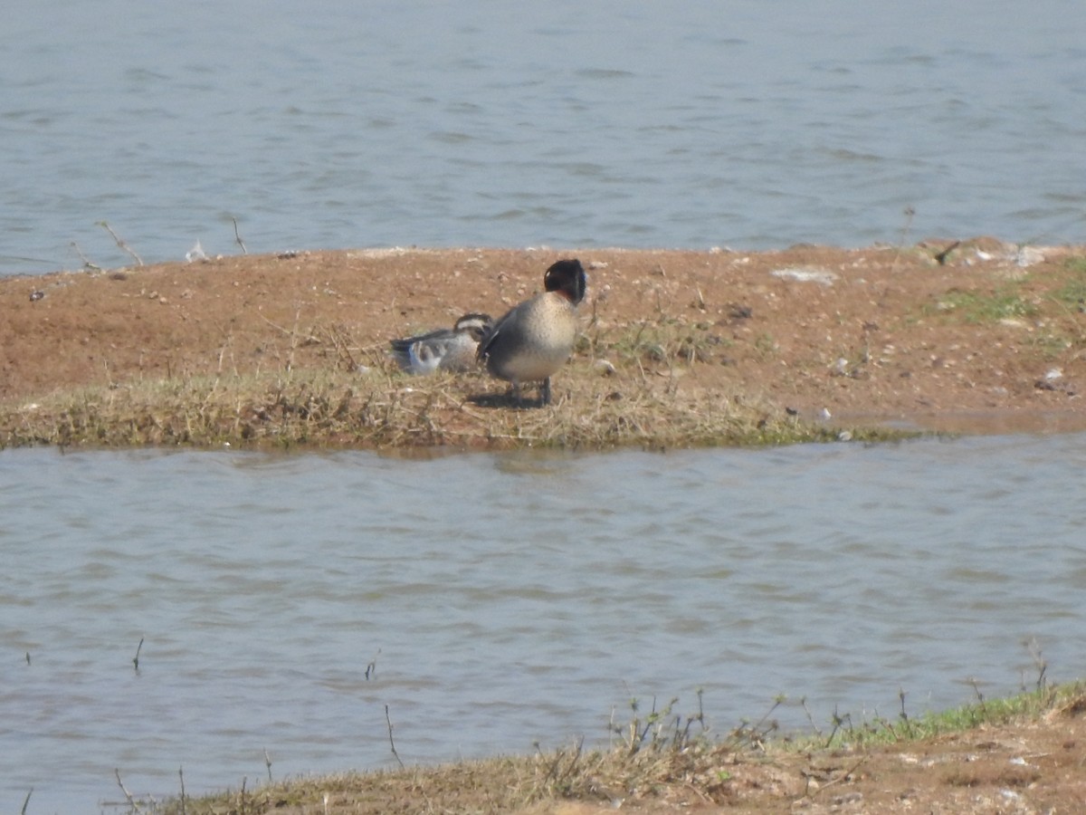 Green-winged Teal - Angeline Mano M