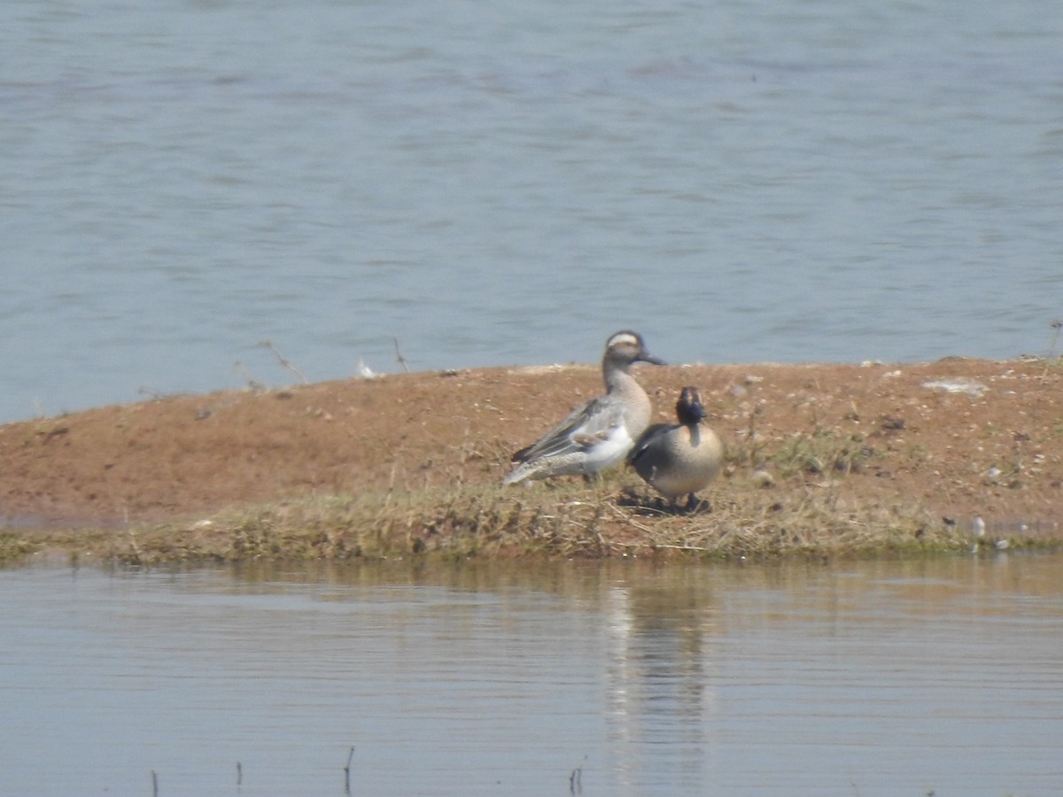 Green-winged Teal - ML615771184