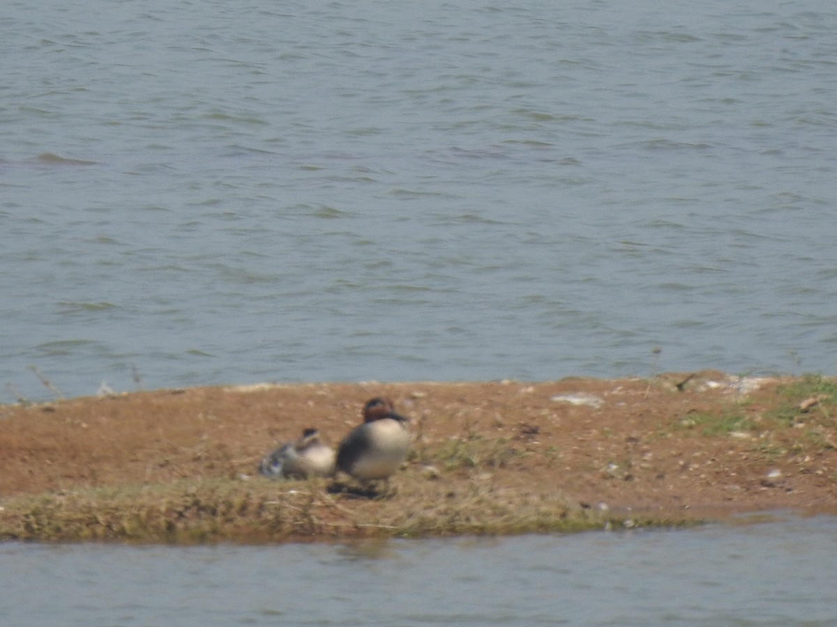 Green-winged Teal - ML615771188