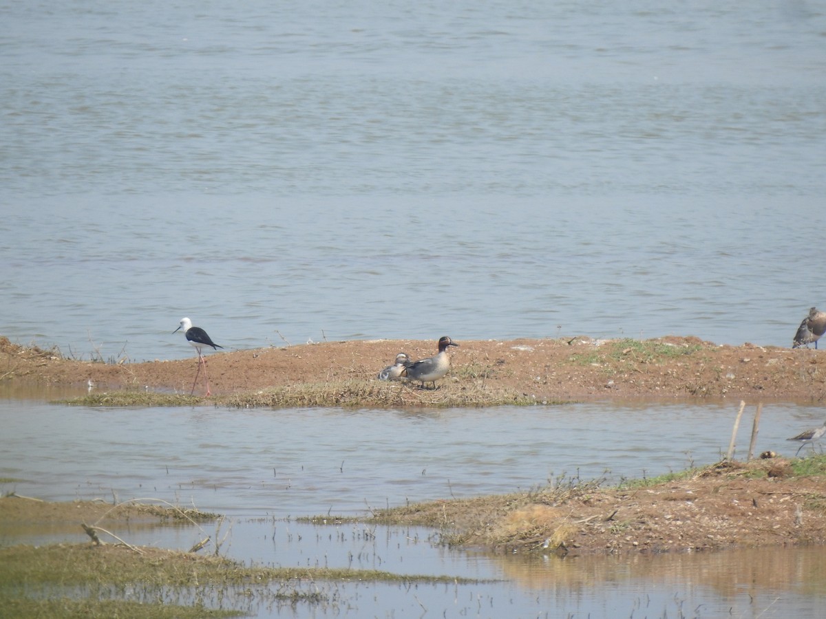 Green-winged Teal - ML615771189