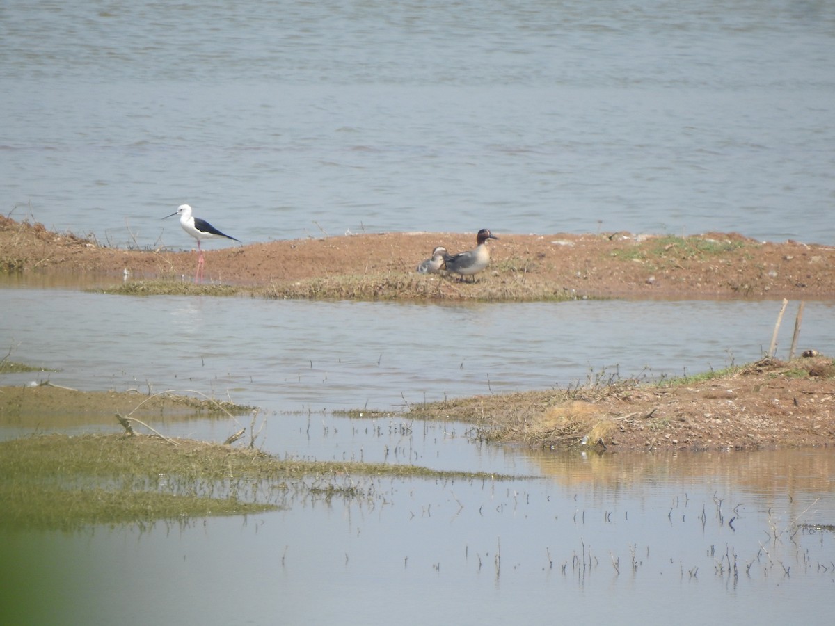 Green-winged Teal - ML615771190