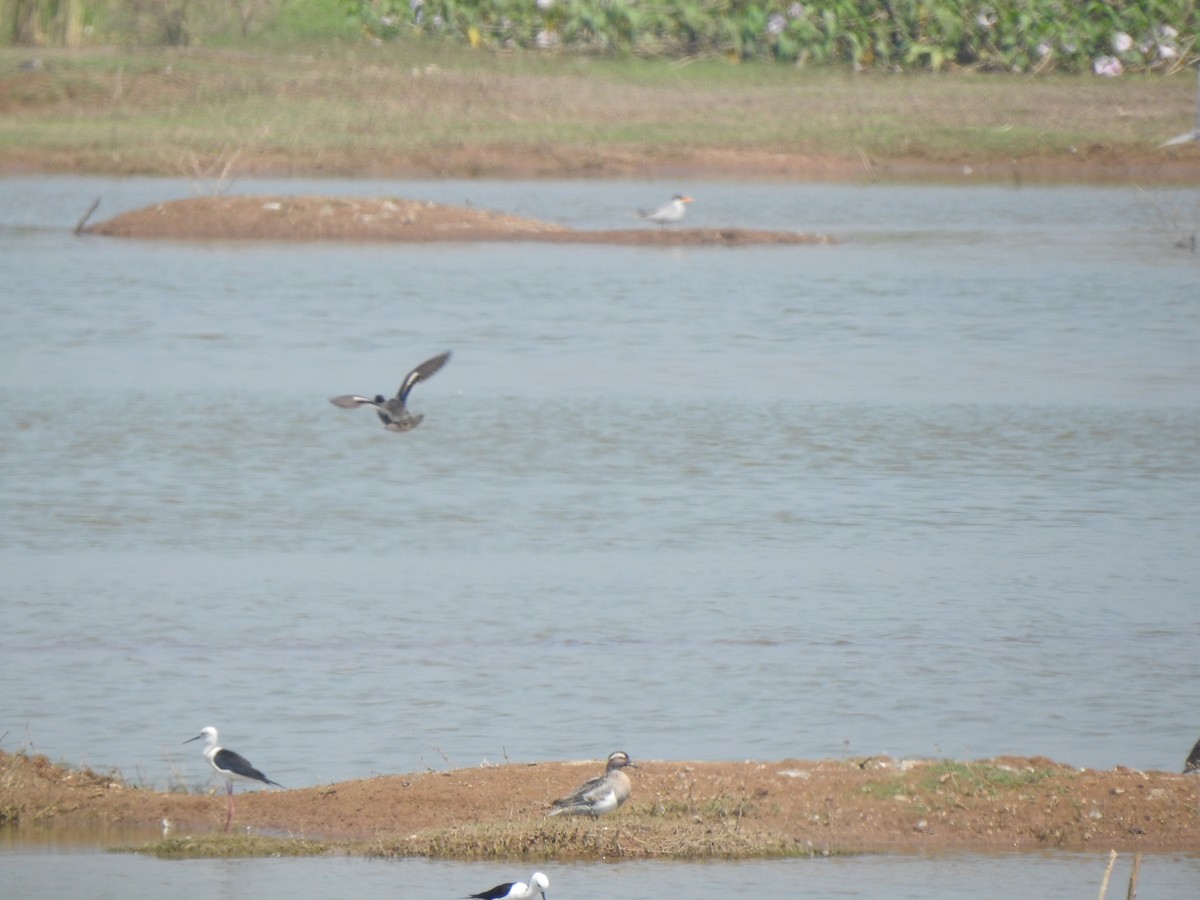 Green-winged Teal - ML615771191