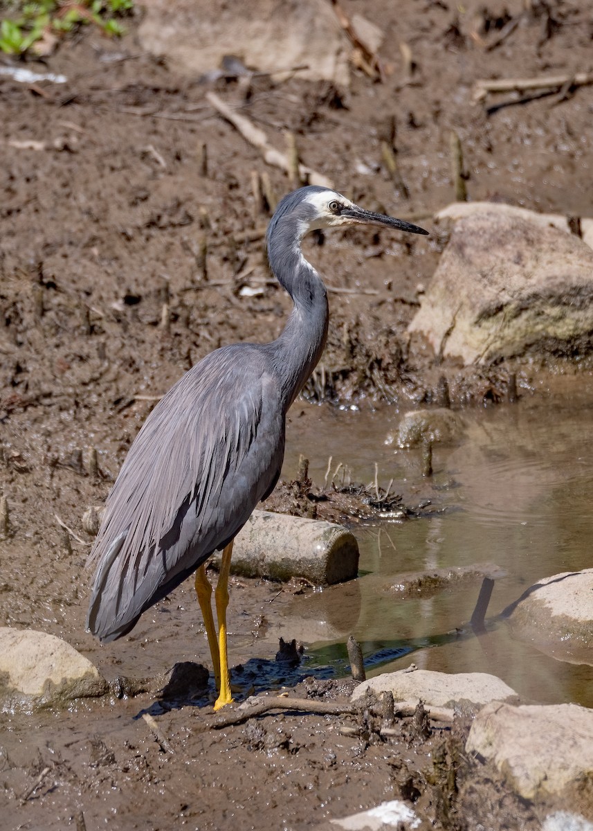 White-faced Heron - ML615771197