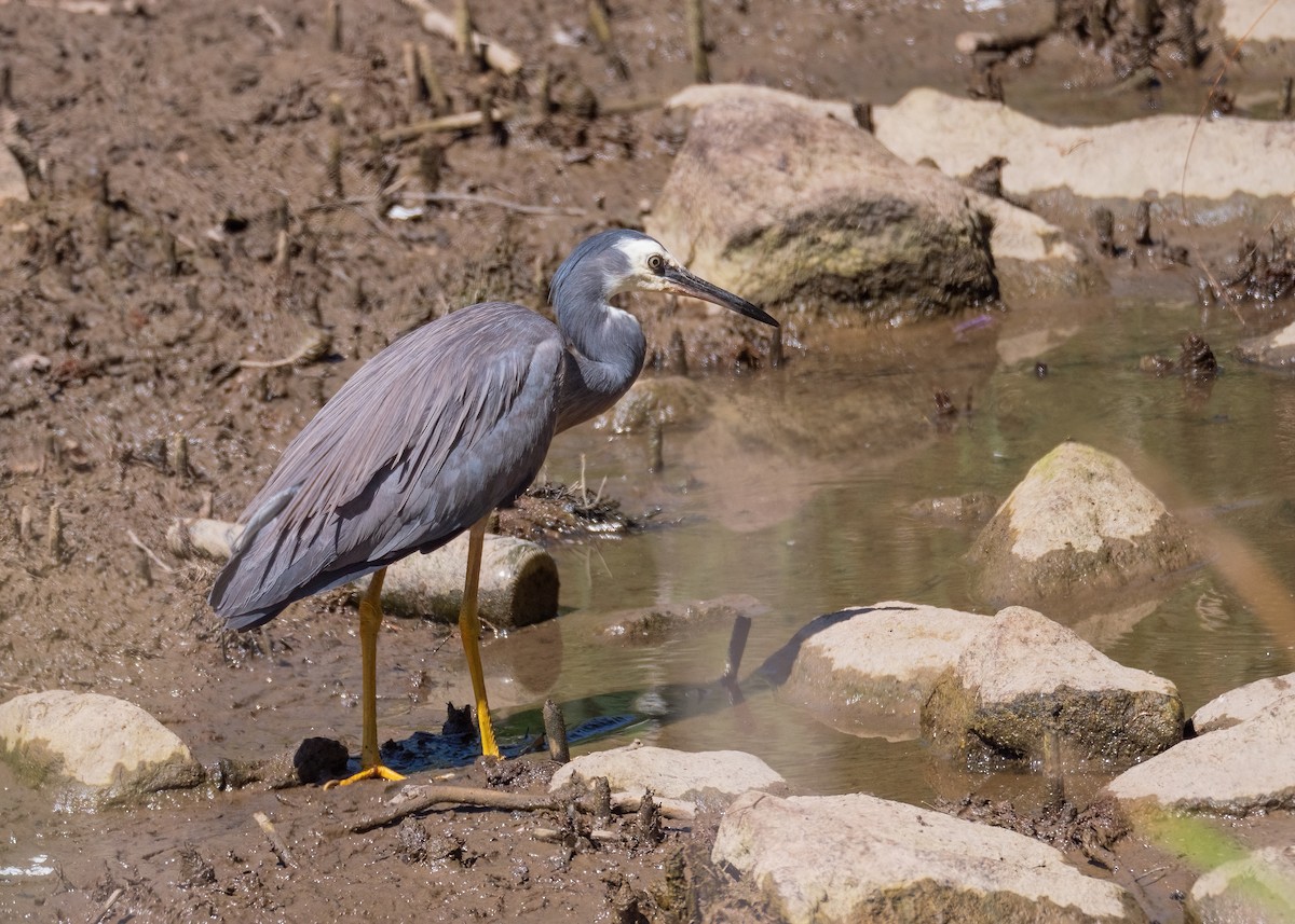 White-faced Heron - ML615771198