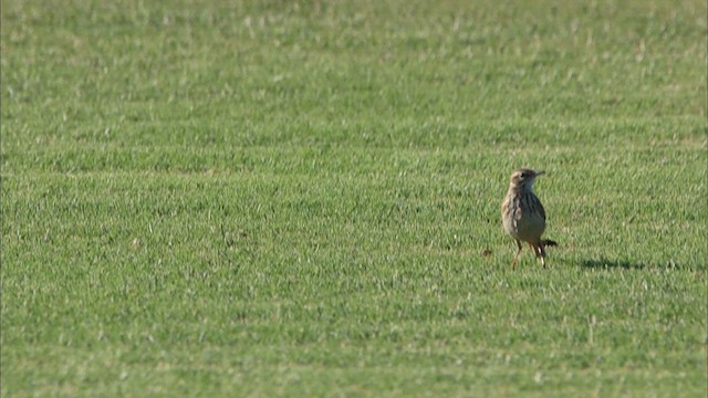 Bisbita Neozelandés (grupo australis) - ML615771204