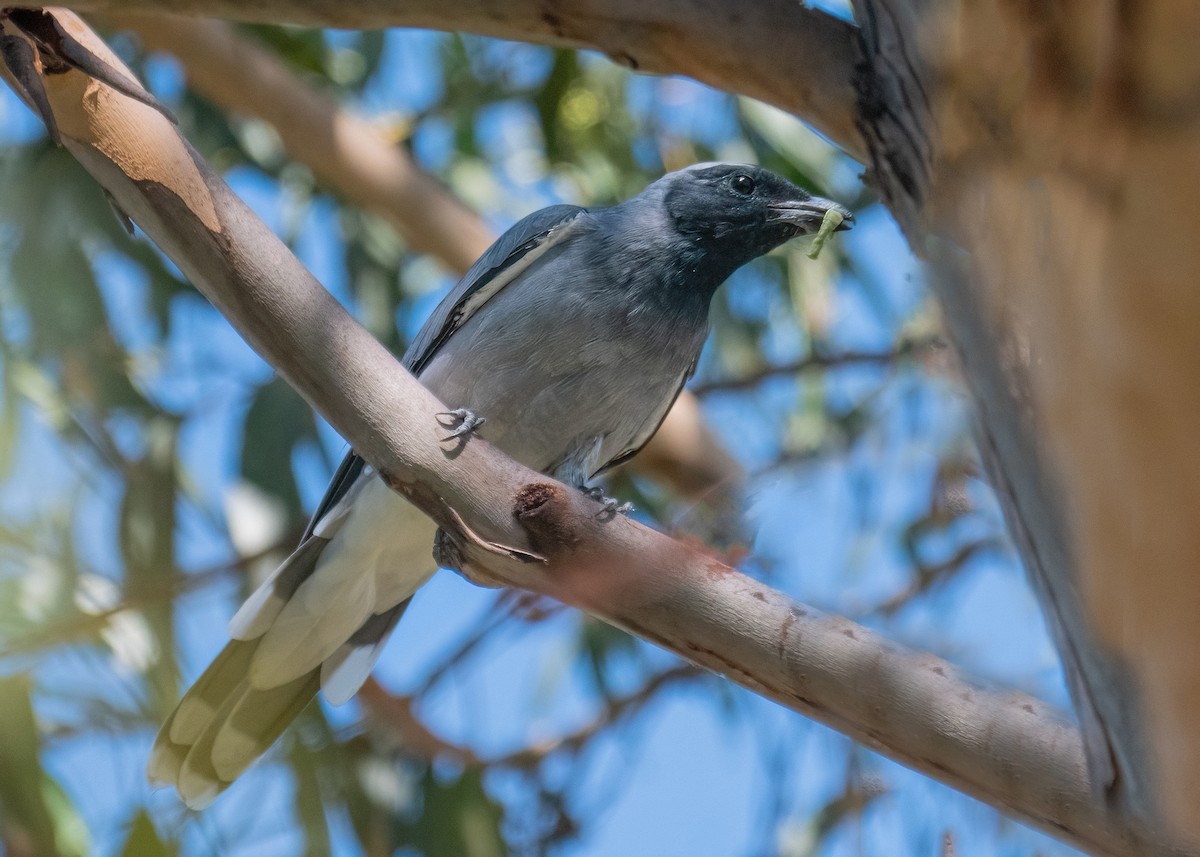 Black-faced Cuckooshrike - ML615771222