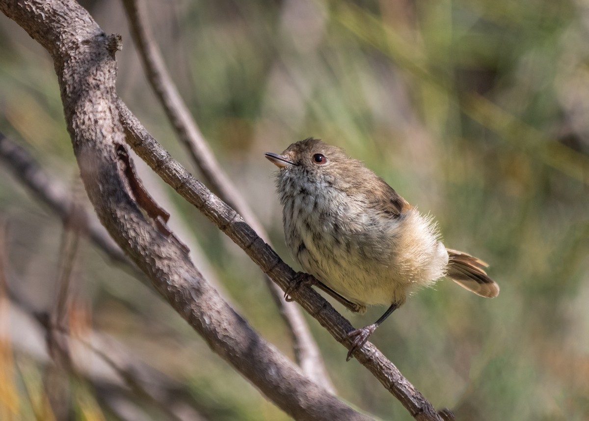 Brown Thornbill - ML615771238