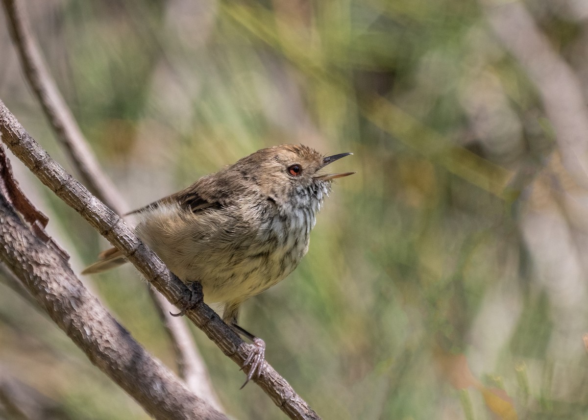 Brown Thornbill - ML615771239