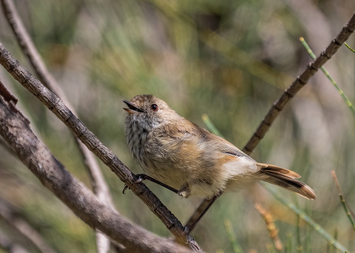 Brown Thornbill - ML615771240