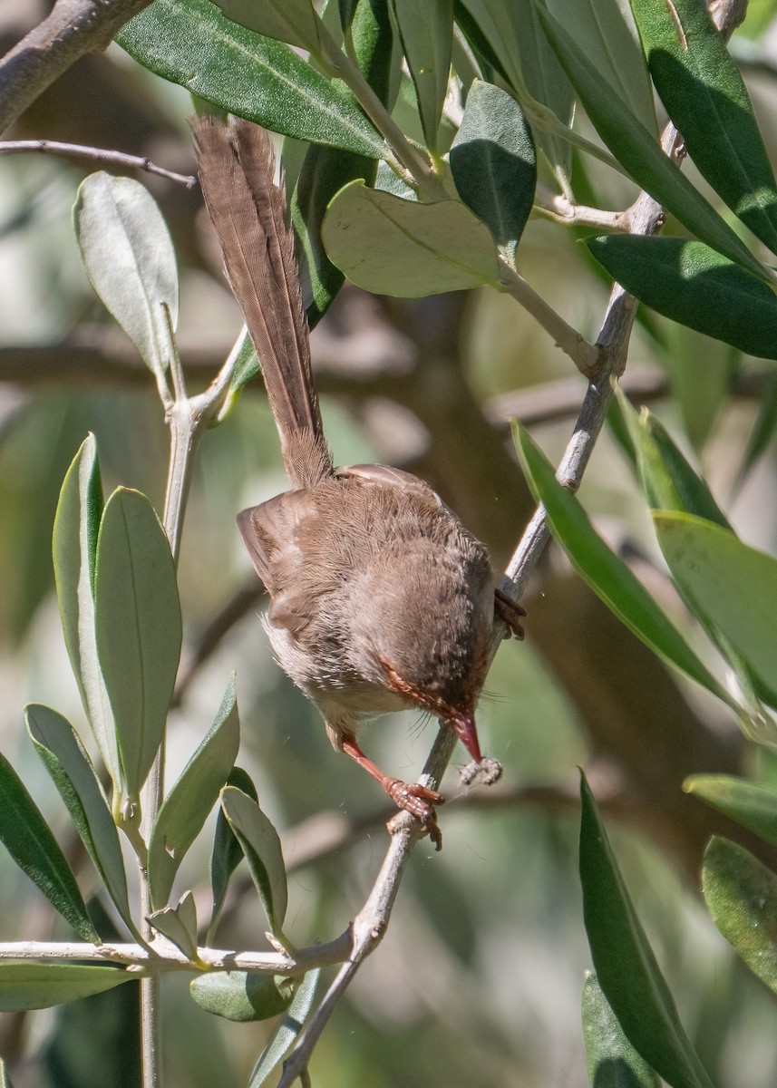 Superb Fairywren - ML615771251