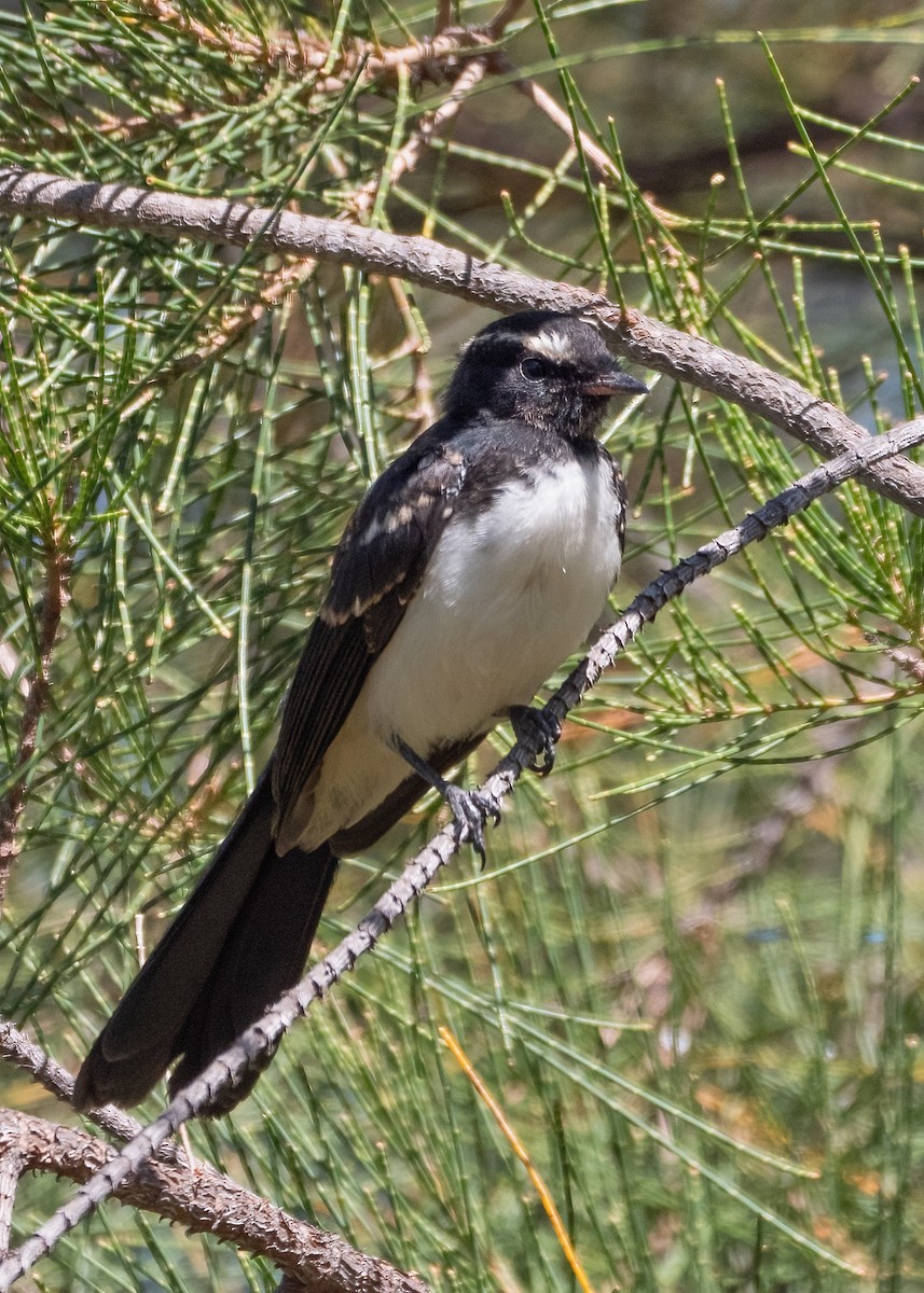 Willie-wagtail - ML615771254