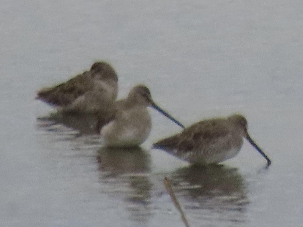 Long-billed Dowitcher - ML615771266