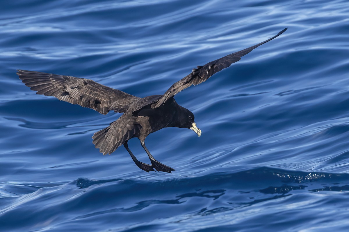 White-chinned Petrel - ML615771349