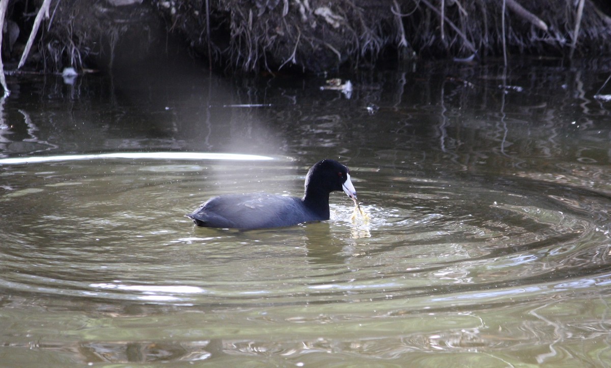 American Coot - Clay Kummer