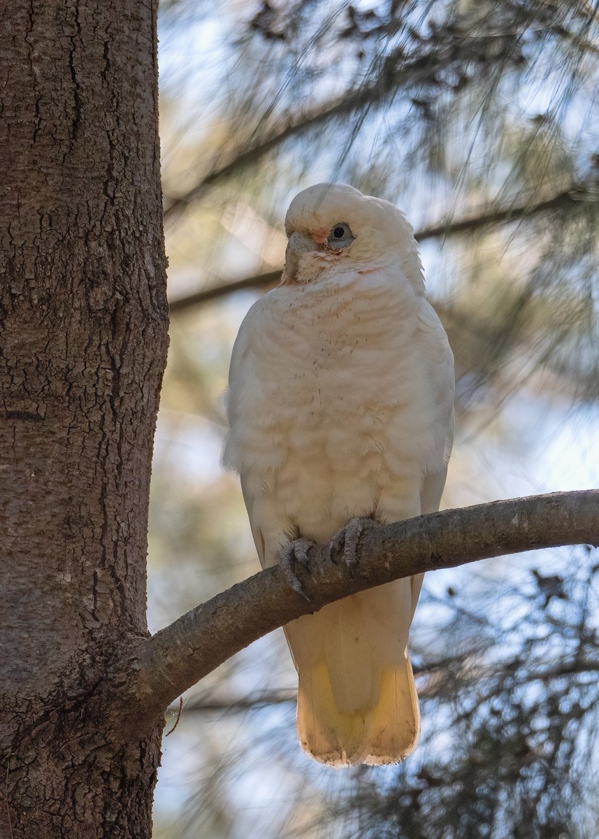 Cacatoès corella - ML615771404