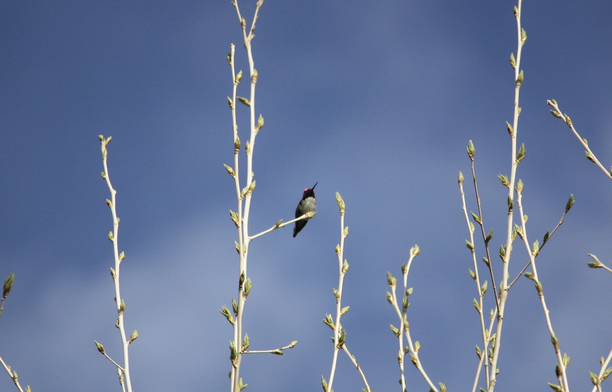 Anna's Hummingbird - ML615771413