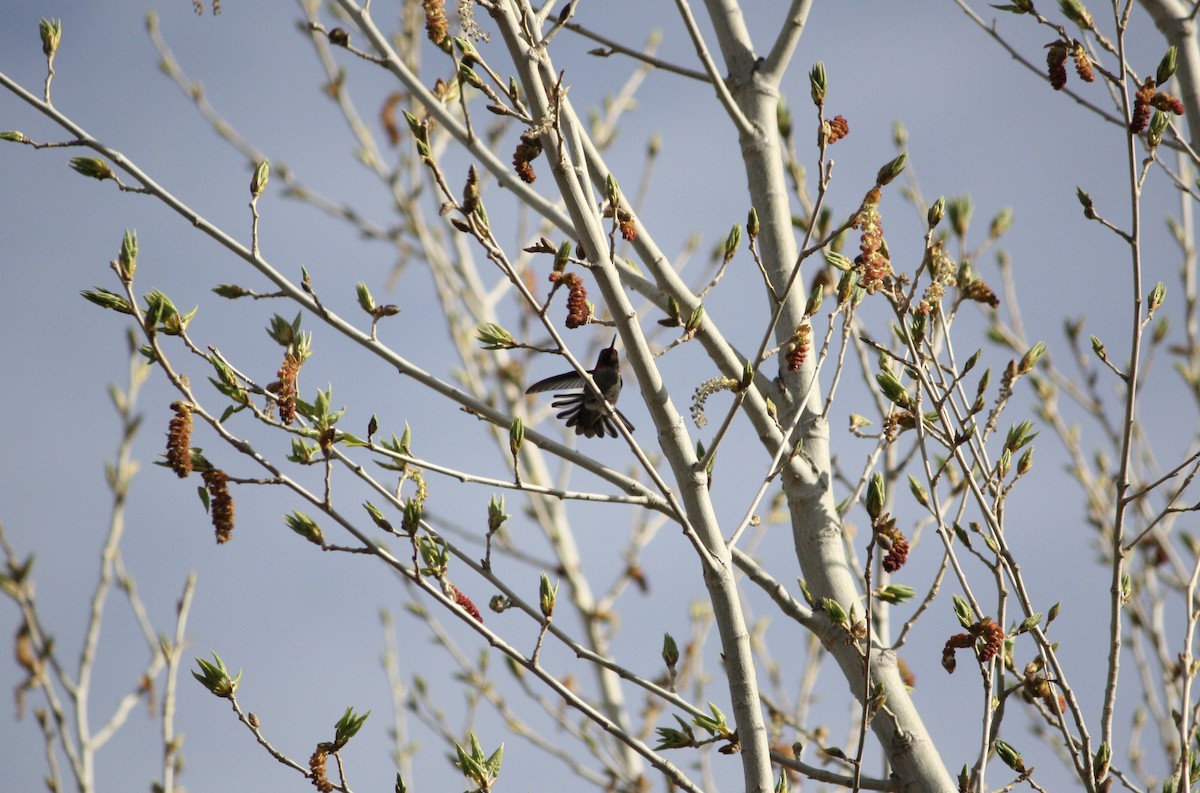 Anna's Hummingbird - ML615771414