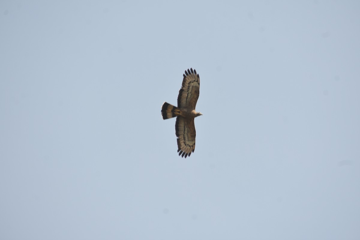 Oriental Honey-buzzard - ML615771488