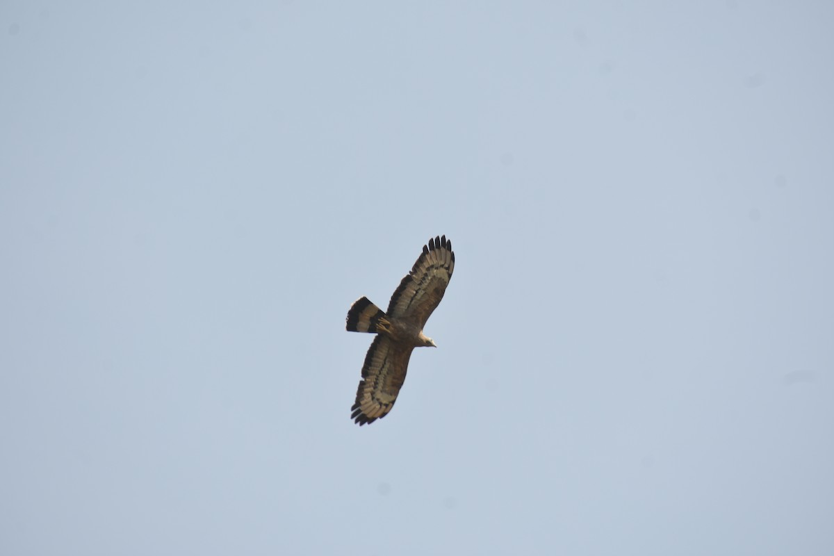 Falco pecchiaiolo orientale - ML615771489