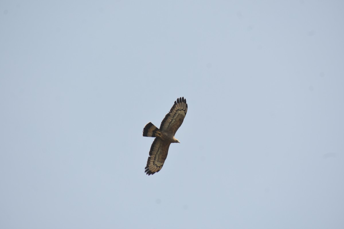 Oriental Honey-buzzard - ML615771489